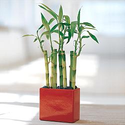 Lucky Bamboo sans melegi �i�egi Temelli ankara internetten �i�ek sat��� 