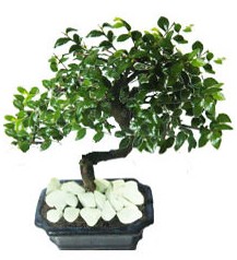 9 yasinda Bonsai agaci Temelli ankara internetten �i�ek sat��� 