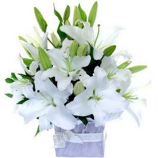 Temelli cicek , cicekci  2 dal cazablanca vazo �i�e�i