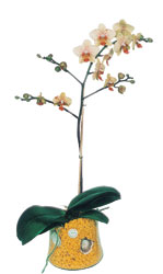 Ankara Temelli �i�ek yolla , �i�ek g�nder , �i�ek�i   Phalaenopsis Orkide ithal kalite