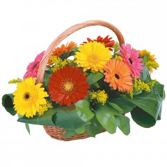 sepet i�erisinde 11 adet gerbera Ankara Temelli kaliteli taze ve ucuz �i�ekler 