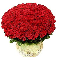 501 adet k�rm�z� g�l aranjman� Ankara Temelli �i�ek yolla , �i�ek g�nder , �i�ek�i  
