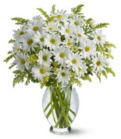 Vazo i�erisinde beyaz krizantem �i�ekleri �i�ek�i Temelli �i�ek servisi , �i�ek�i adresleri 