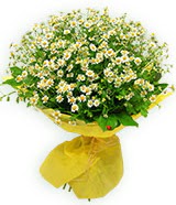 sadece papatya buketi Ankara Temelli �i�ek yolla , �i�ek g�nder , �i�ek�i  