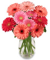 vazo i�erisinde 13 adet gerbera �i�e�i Temelli ankara �i�ek ma�azas� , �i�ek�i adresleri 