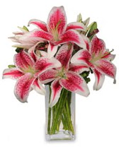 Vazo i�erisinde 5 dal kazablanka �i�e�i Temelli �i�ek g�nderme sitemiz g�venlidir 