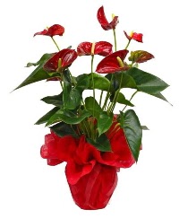 G�rsel antoryum saks� �i�e�i Ankara Temelli �i�ek yolla , �i�ek g�nder , �i�ek�i  
