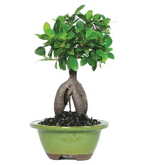 Bonsai saks� �i�e�i Temelli ankara �i�ek ma�azas� , �i�ek�i adresleri 