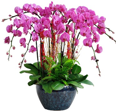 9 dall� mor orkide Temelli ankara �i�ek sipari�i �i�ek g�nderme 