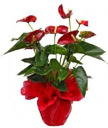 Antorium saks� �i�e�i �i�ek�i Temelli �i�ek servisi , �i�ek�i adresleri 