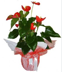 Antoryum saks� i� mekan s�s bitkisi ankara �i�ek�i Temelli ucuz �i�ek g�nder 