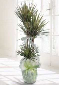 Marginata Tricolor ��l� Saks� bitkisi Ankara Temelli �i�ek sat��� online �i�ek�i , �i�ek sipari�i 