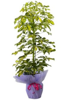Schefflera Tekli �� mnekan saks� �i�e�i �i�ek�i Temelli �i�ek servisi , �i�ek�i adresleri 
