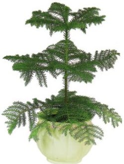 Araucaria Heterophylla i� mekan saks� Ankara Temelli hediye �i�ek yolla 