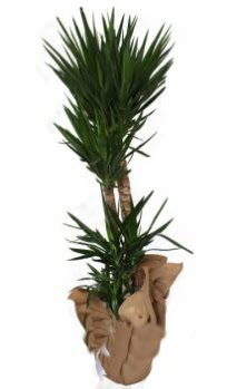 3 l� Yucca i� mekan saks� �i�e�i ankara �i�ek yolla Temelli �i�ek�i telefonlar� 