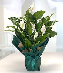 Spatifilyum Bar�� �i�e�i B�y�k boy ankara �i�ek�i Temelli ucuz �i�ek g�nder 