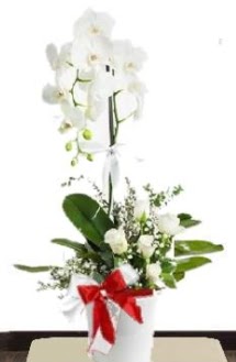 Tek dall� beyaz orkide 5 beyaz g�l Temelli ankara �i�ek ma�azas� , �i�ek�i adresleri 