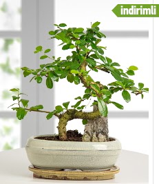 S �eklinde ithal ger�ek bonsai japon a�ac� Ankara Temelli kaliteli taze ve ucuz �i�ekler 