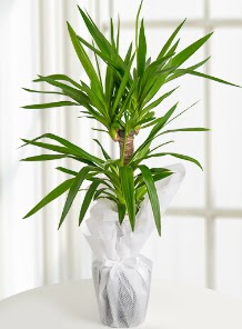 2 li yucca saks� i� mekan bitkisi Ankara Temelli 14 �ubat sevgililer g�n� �i�ek 