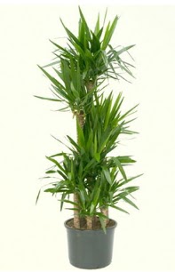 7 li yucca saks� bitkisi ankara �i�ek�i Temelli ucuz �i�ek g�nder 