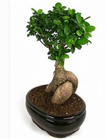 Bonsai saks� bitkisi japon a�ac� Temelli ankara �i�ek ma�azas� , �i�ek�i adresleri 