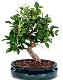 5 ya��nda japon a�ac� bonsai bitkisi ankara �i�ek yolla Temelli �i�ek�i telefonlar� 