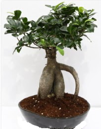 5 ya��nda japon a�ac� bonsai bitkisi Ankara Temelli kaliteli taze ve ucuz �i�ekler 