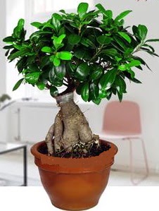 5 ya��nda japon a�ac� bonsai bitkisi Ankara Temelli �i�ek yolla , �i�ek g�nder , �i�ek�i  
