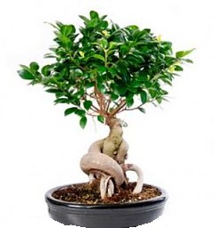Bonsai Japon a�ac� saks� bitkisi Temelli ankara �i�ek sipari�i �i�ek g�nderme 