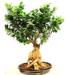 Bonsai Japon a�ac� saks� bitkisi Temelli ankara �i�ek ma�azas� , �i�ek�i adresleri 