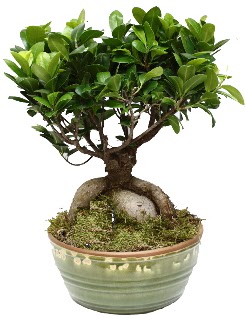 Japon a�ac� bonsai saks� bitkisi Temelli �i�ek sipari�i vermek 