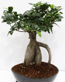 Japon a�ac� bonsai saks� bitkisi Temelli cicek , cicekci 