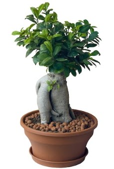 Japon a�ac� bonsai saks� bitkisi Ankara Temelli cicekciler , cicek siparisi 