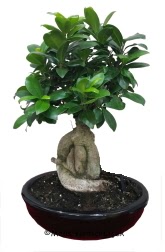 Japon a�ac� bonsai saks� bitkisi Temelli Ankara hediye sevgilime hediye �i�ek 