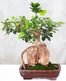 Japon a�ac� bonsai saks� bitkisi Temelli Ankara hediye sevgilime hediye �i�ek 