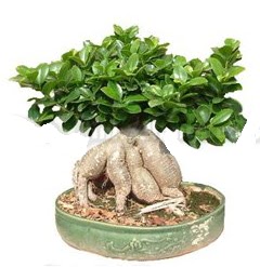 Japon a�ac� bonsai saks� bitkisi Ankara Temelli cicekciler , cicek siparisi 