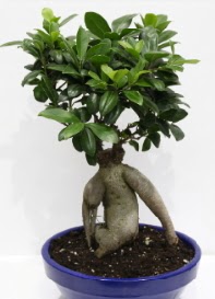 bonsai japon a�ac� saks� �i�e�i ankara �i�ek�i Temelli ucuz �i�ek g�nder 