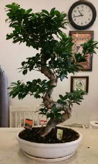 100 cm y�ksekli�inde dev bonsai japon a�ac� Temelli �i�ek sipari�i vermek 