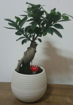 Bonsai japon a�ac� saks� �i�e�i Ankara Temelli online �i�ek g�nderme sipari� 