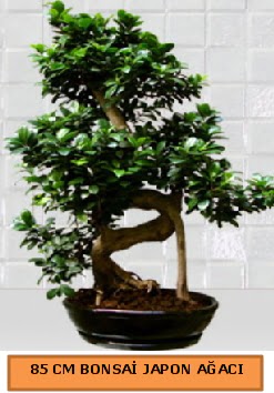 85 CM Japon a�ac� Bonsai saks� bitkisi Temelli Ankara hediye sevgilime hediye �i�ek 