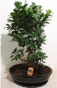 75 CM Ginseng bonsai Japon a�ac� Temelli �i�ek online �i�ek sipari�i 