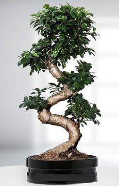 90 CM Japon A�ac� Bonsai saks� �i�e�i Ankara Temelli �i�ek sipari�i sitesi 