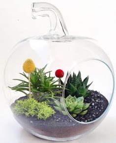 Elma Terrarium orta boy 5 kakt�s Ankara Temelli kaliteli taze ve ucuz �i�ekler 