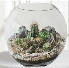 Cam fanus Terrarium 5 kakt�s Ankara Temelli hediye �i�ek yolla 
