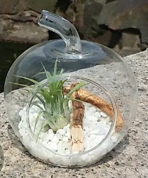 Elma k���k boy terrarium 1 kakt�s �i�ek�i Temelli �i�ek servisi , �i�ek�i adresleri 