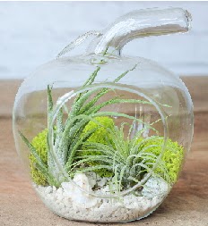 Elma terrarium k���k boy 2 kakt�s Temelli ankara �i�ek�i telefonlar� yurti�i ve yurtd��� �i�ek sipari�i 