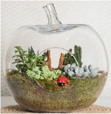 Elma terrarium orta boy 4 kakt�s Temelli ankara �i�ek ma�azas� , �i�ek�i adresleri 