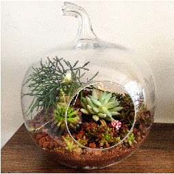 Orta boy elma terrarium 3 kakt�sl� Ankara Temelli kaliteli taze ve ucuz �i�ekler 