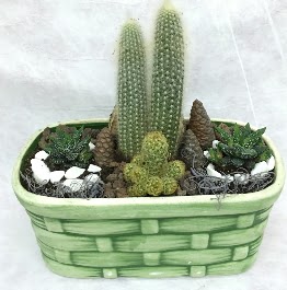 Seramik i�erisinde 5 kakt�sl� terrarium Ankara Temelli online �i�ek g�nderme sipari� 