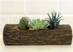 Ah�ap k�t�k 3 kakt�s terrarium Temelli �i�ek online �i�ek sipari�i 